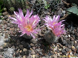 Echinocereus reichenbachii 